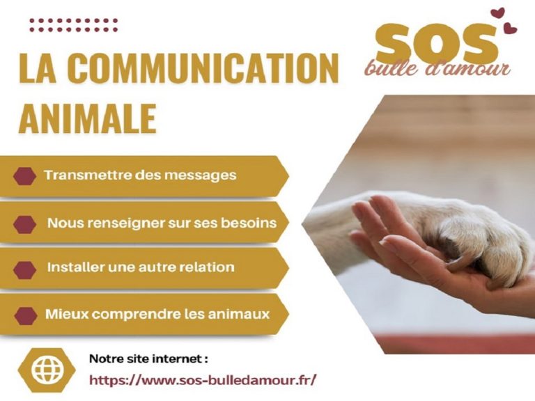 Photo flyer court PJ 2 768x576