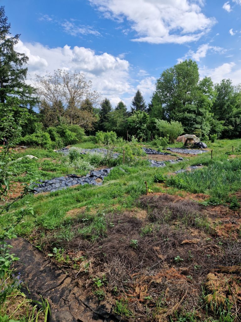 jardin petit 768x1024